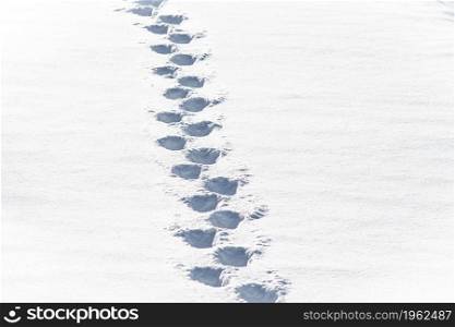 Footprints in the snow after a hiker passes by