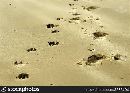 Footprints of man and dog