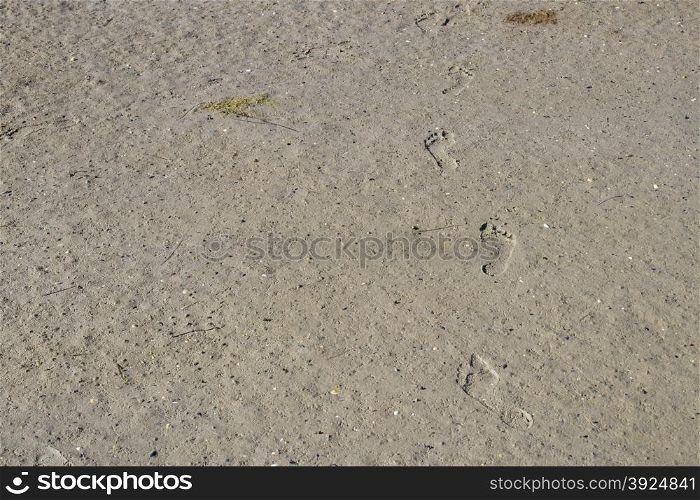 Footsteps in muddy sand. Footsteps of a child in muddy sand with even surface