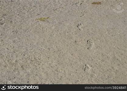 Footsteps in muddy sand. Footsteps of a child in muddy sand with even surface