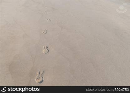 Footsteps in sand. Footsteps in sand made from a person with shoes