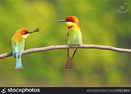 For you, Chestnut-headed Bee eater (Merops leschenaulti) on a branch