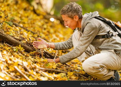 Foraging wild mushrooms in the forest. Picking wild mushrooms in the forest
