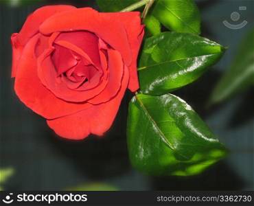 foreground of a beautiful red rose with bright green leaves