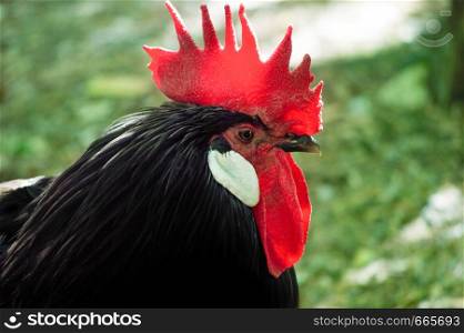 Foreground rooster on a green background. Beautiful portrait. Foreground rooster on a green background
