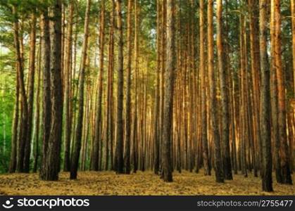 Forest. A coniferous forest in the East Europe. Ukraine.