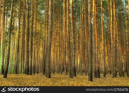 Forest. A coniferous forest in the East Europe. Ukraine.