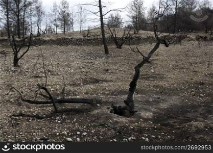 forest after fire disaster burned trees spain