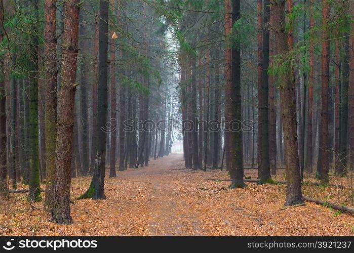 forest Alley in the autumn foggy morning