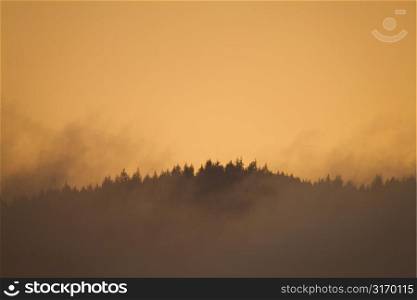 Forest And Clouds Silhouetted By Golden Light At Sunset