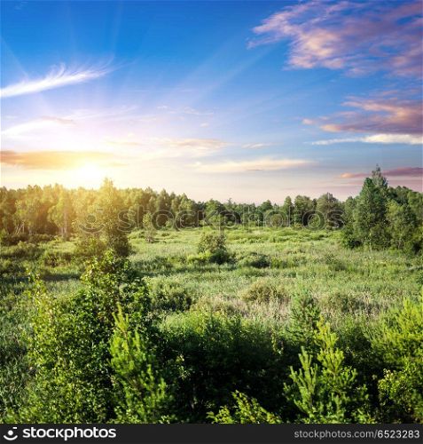 Forest and field panorama. Forest and field panorama. Beautiful evening meadow. Forest and field panorama