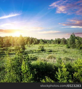 Forest and field panorama. Forest and field panorama. Beautiful evening meadow. Forest and field panorama
