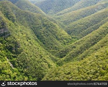 forest and hills in australia. forest on mountains in new south wales, australia