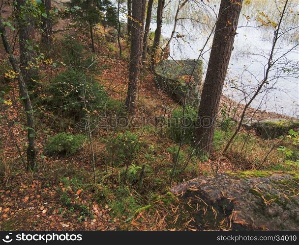 Forest and Lake in late autumn. Nature background with coastal reed and shining lake water