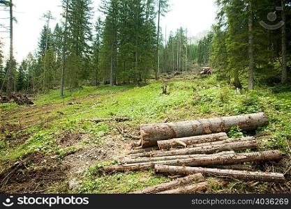 Forest and logs