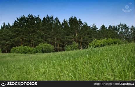 forest and meadow against the blue sky