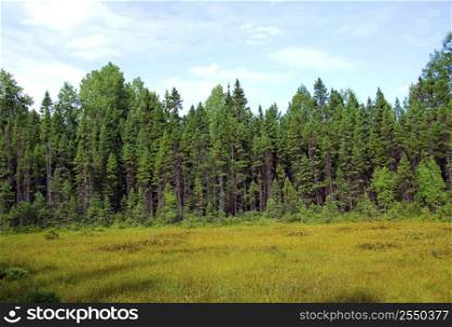 Forest and meadow in wilderness