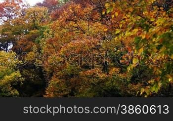Forest and mountain in autumn, yellow leaves falling down.