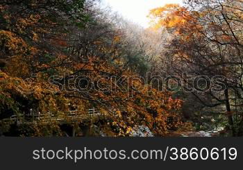 Forest and mountain in autumn, yellow leaves falling down.