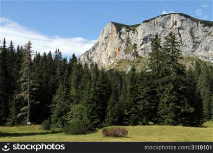 Forest and mountain in Durmitor, Montenegro
