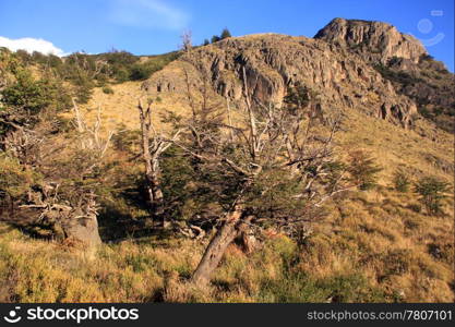 Forest and mountain in national park near El Chalten, Argentina