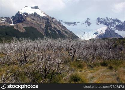 Forest and mountain in national park near El Chalten, Argentina