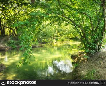 Forest and river. Nature composition.