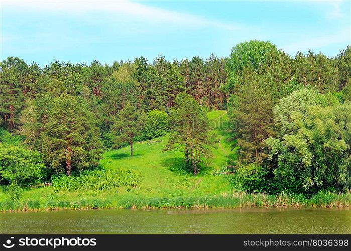 forest and river. summer landscape with green forest pines and river