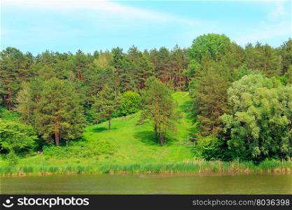 forest and river. summer landscape with green forest pines and river
