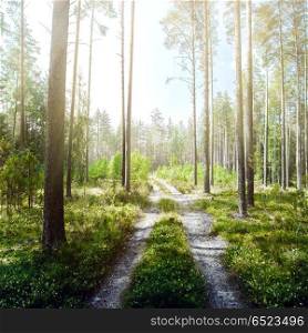Forest and road. Forest and road. Wild plants and trees. Forest and road