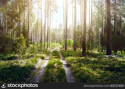 Forest and road. Forest and road. Wild plants and trees. Forest and road