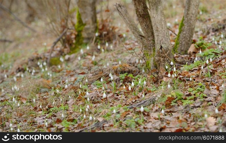 forest and snowdrop flowers in spring season
