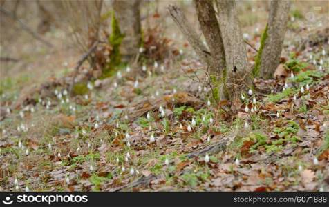 forest and snowdrop flowers in spring season