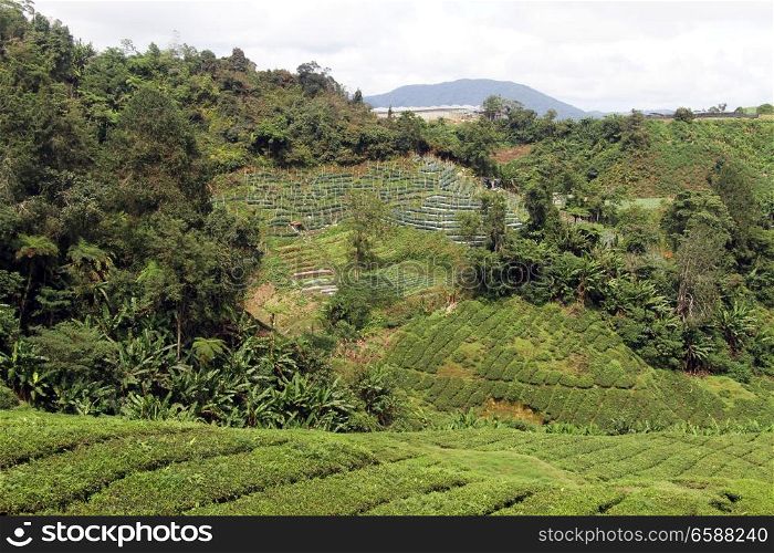 Forest and tea plantation in Camerom Highlands in Malaysia