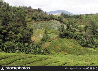 Forest and tea plantation in Camerom Highlands in Malaysia