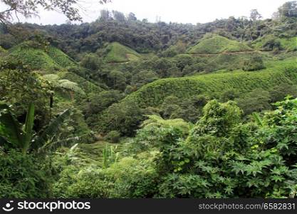 Forest and tea plantation in Cameron Highlands in Malaysia