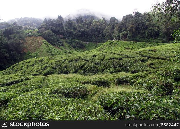 Forest and tea plantation in Cameron Highlands, Malaysia