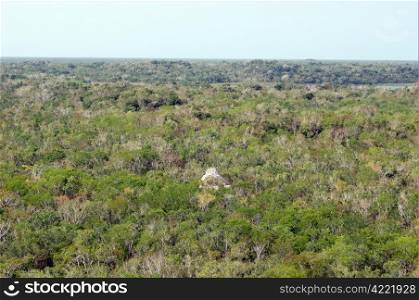 Forest and top of piramid in Coba, Mexico