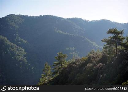Forest and trees in Troodos mountain in Cyprus