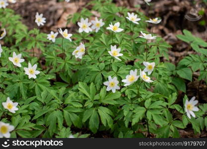 Forest anemone, garden anemone, oakwood anemone,Altai anemone, white flowers, green leaves, spring, anemones, primroses, terry anemone,forest flowers, wildflowers, landscape design. Anemone anemone in the garden in nature