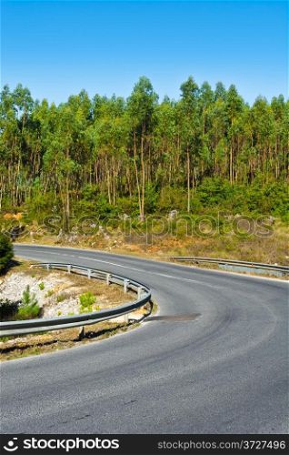 Forest Asphalt Road in Portugal