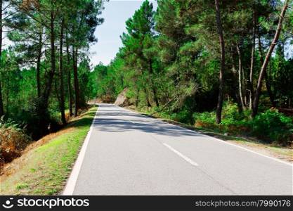 Forest Asphalt Road in Portugal