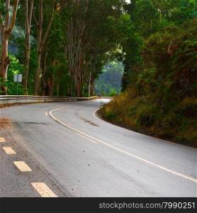 Forest Asphalt Road in Portugal after Rain