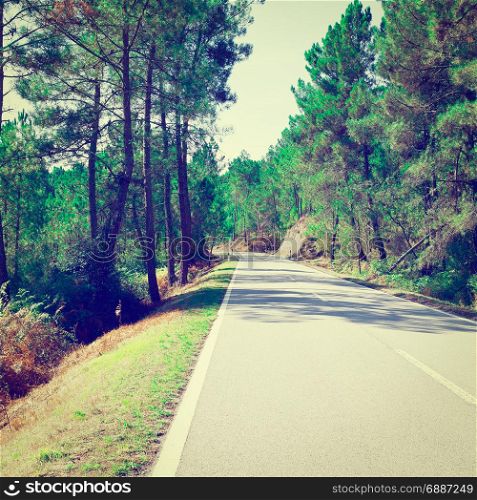 Forest Asphalt Road in Portugal, Instagram Effect
