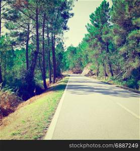 Forest Asphalt Road in Portugal, Instagram Effect