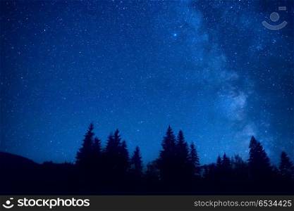 Forest at night. Forest at night with pine trees under dark blue sky with many stars