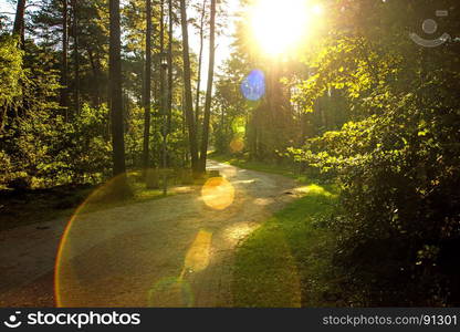 forest at the Baltic coast in Poland in back light