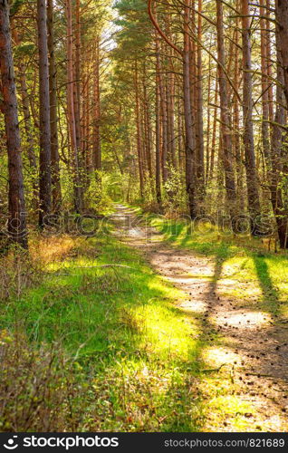 forest at the Baltic coast in Poland with light and shadow