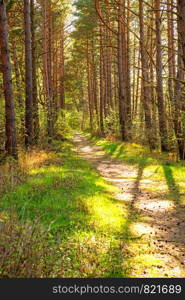 forest at the Baltic coast in Poland with light and shadow