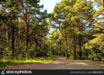 forest at the Baltic coast in Poland with light and shadow